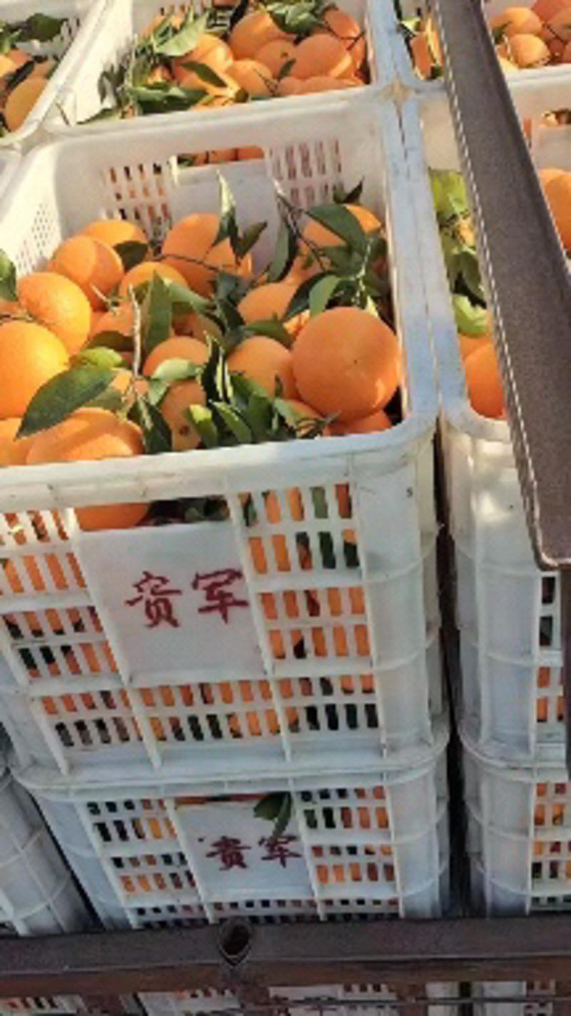 纽荷尔脐橙看货论价可视频看货打款发货保质保量