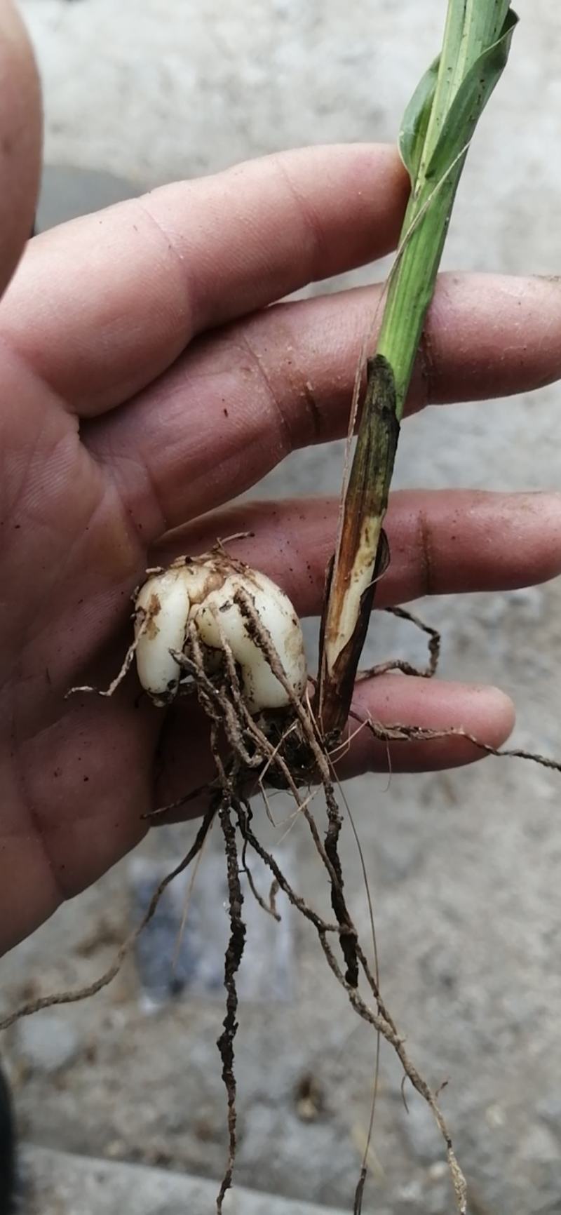 两年纯紫花宽叶白芨大苗