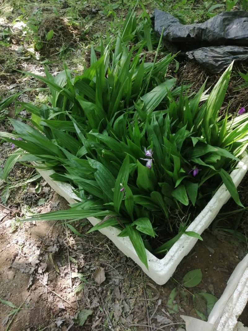 两年纯紫花宽叶白芨大苗