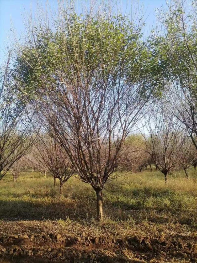 【骨里红红梅】5-15公分整车发货量大从优产地直供