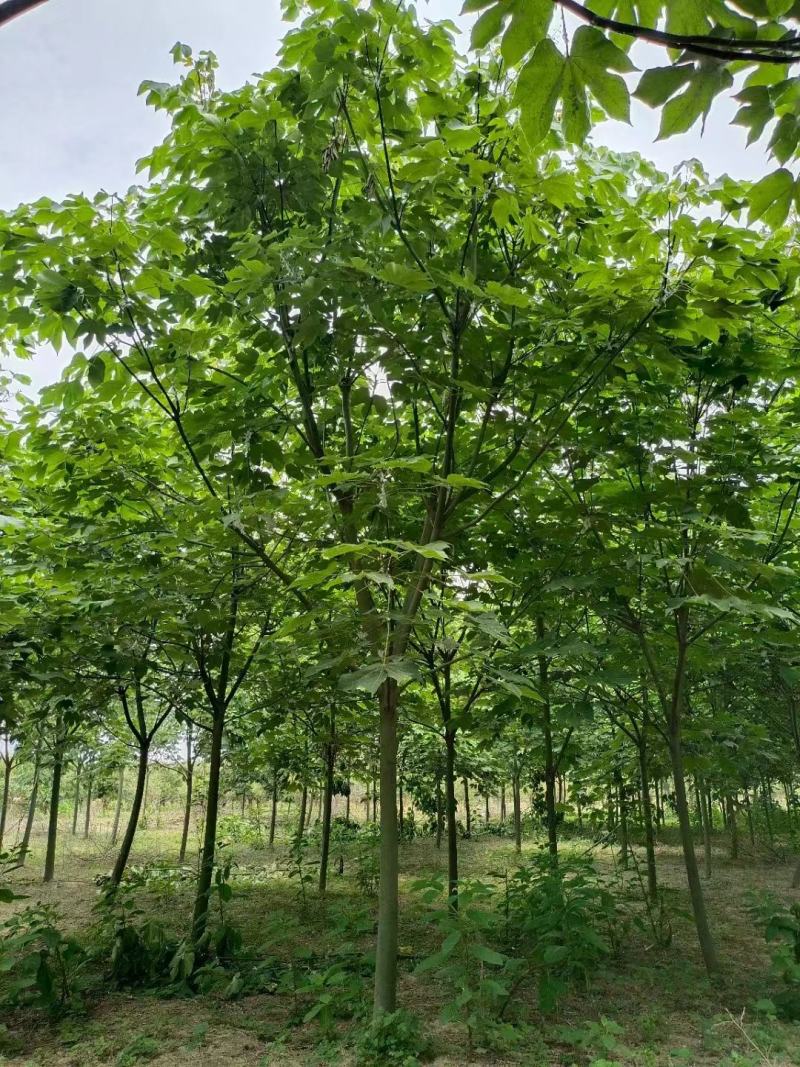 【优选青桐梧桐树】大量有货，可全国发货现挖现发