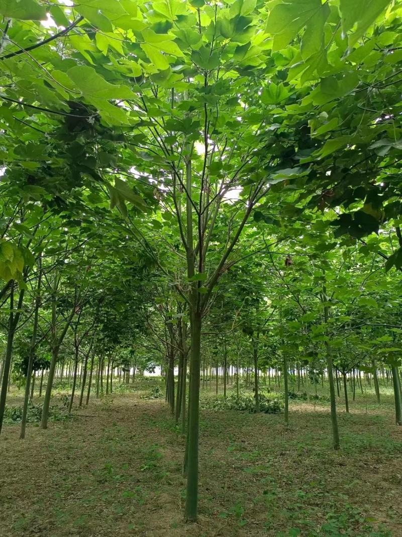 【优选青桐梧桐树】大量有货，可全国发货现挖现发