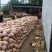 金船蜜本老南瓜。大量有货产地直发货源充足欢迎咨询