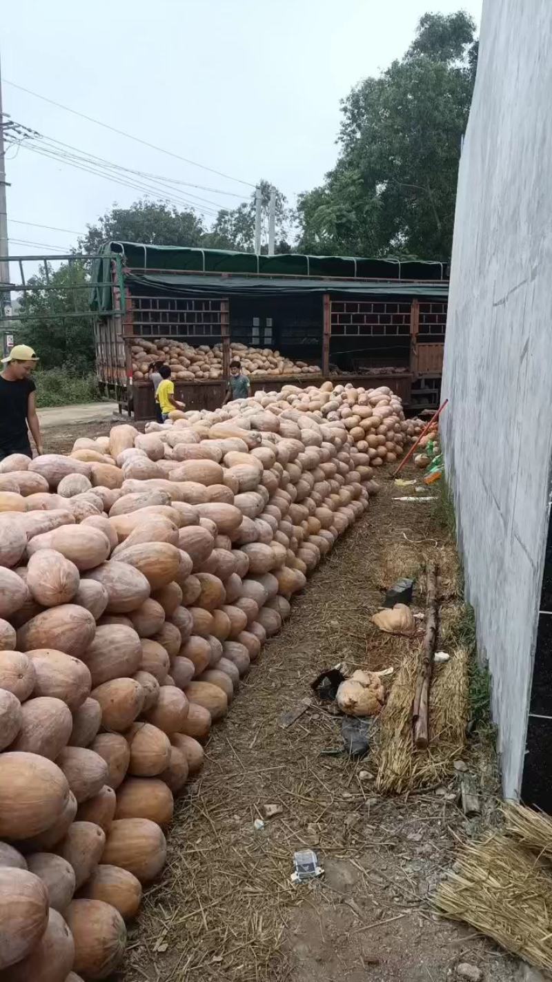 金船蜜本老南瓜。大量有货产地直发货源充足欢迎咨询
