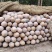 金船蜜本老南瓜。大量有货产地直发货源充足欢迎咨询