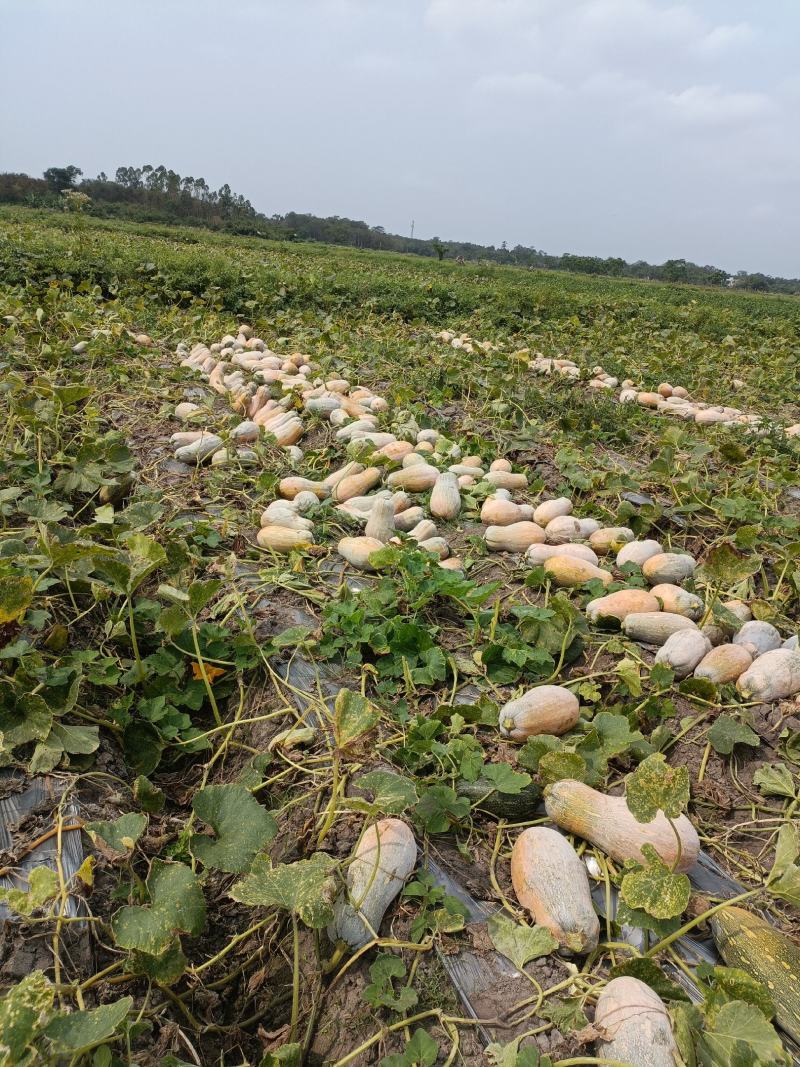 金船蜜本老南瓜。大量有货产地直发货源充足欢迎咨询