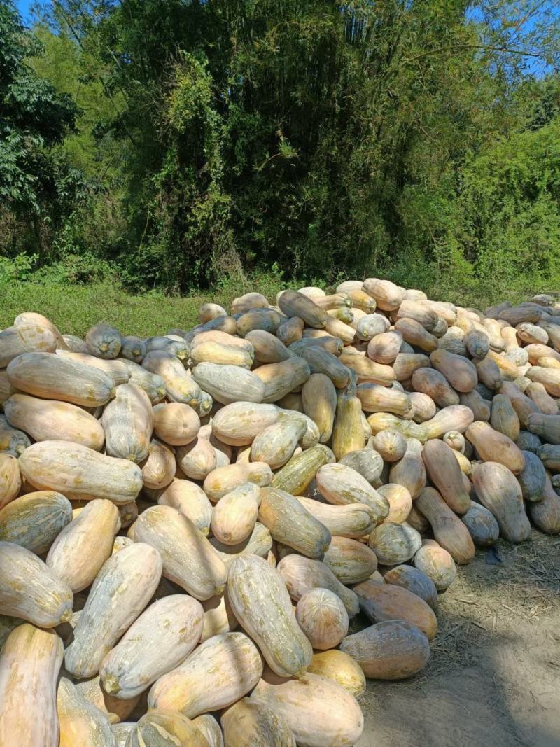 金船蜜本老南瓜。大量有货产地直发货源充足欢迎咨询