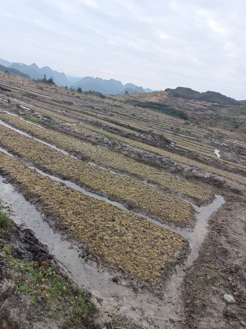 高山优质水苔海花，质量保证80%干货，欢迎订购