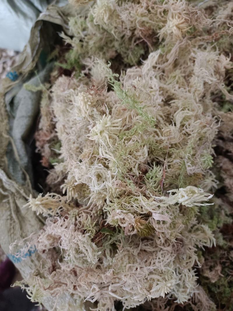 高山优质水苔海花，质量保证80%干货，欢迎订购