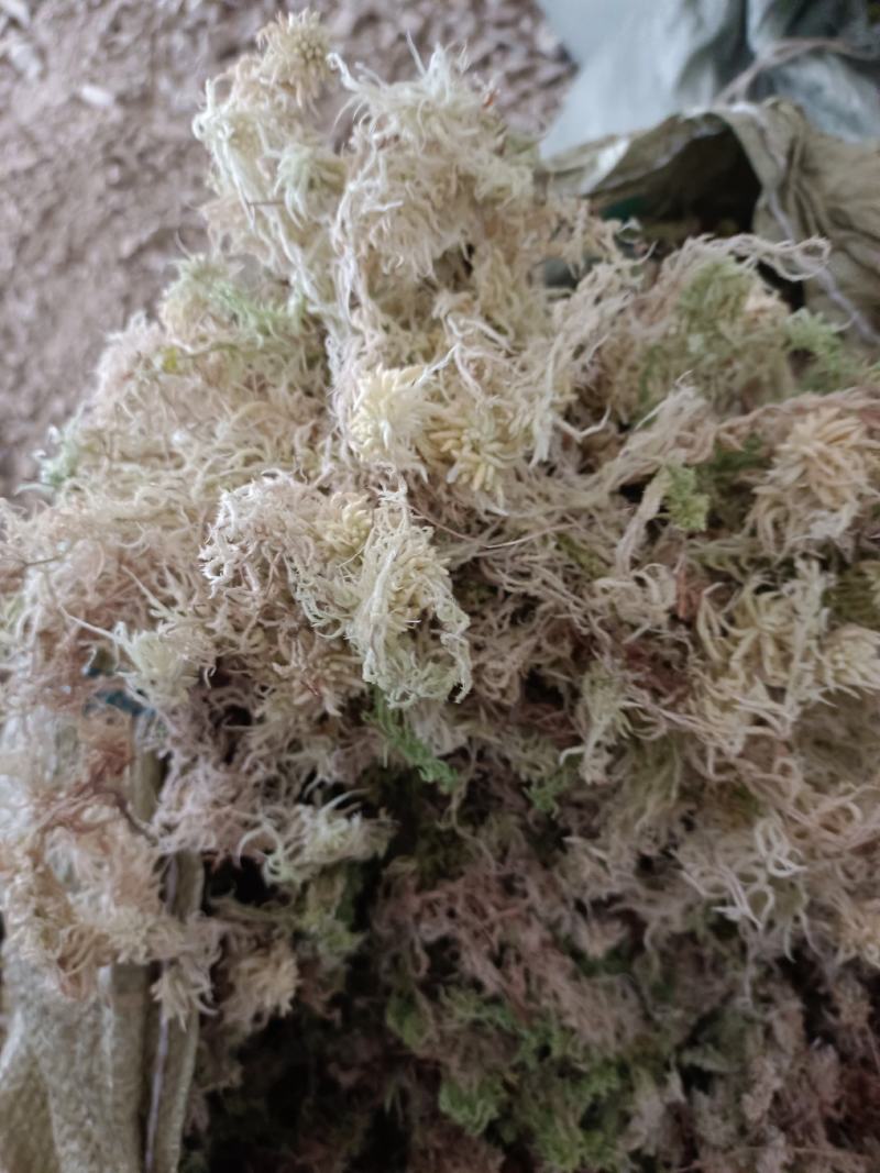 高山优质水苔海花，质量保证80%干货，欢迎订购