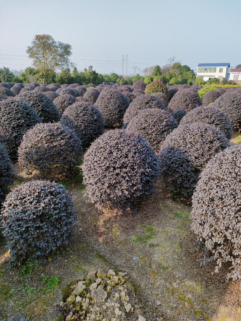 红花继木球40-220cm冠，密实球精修