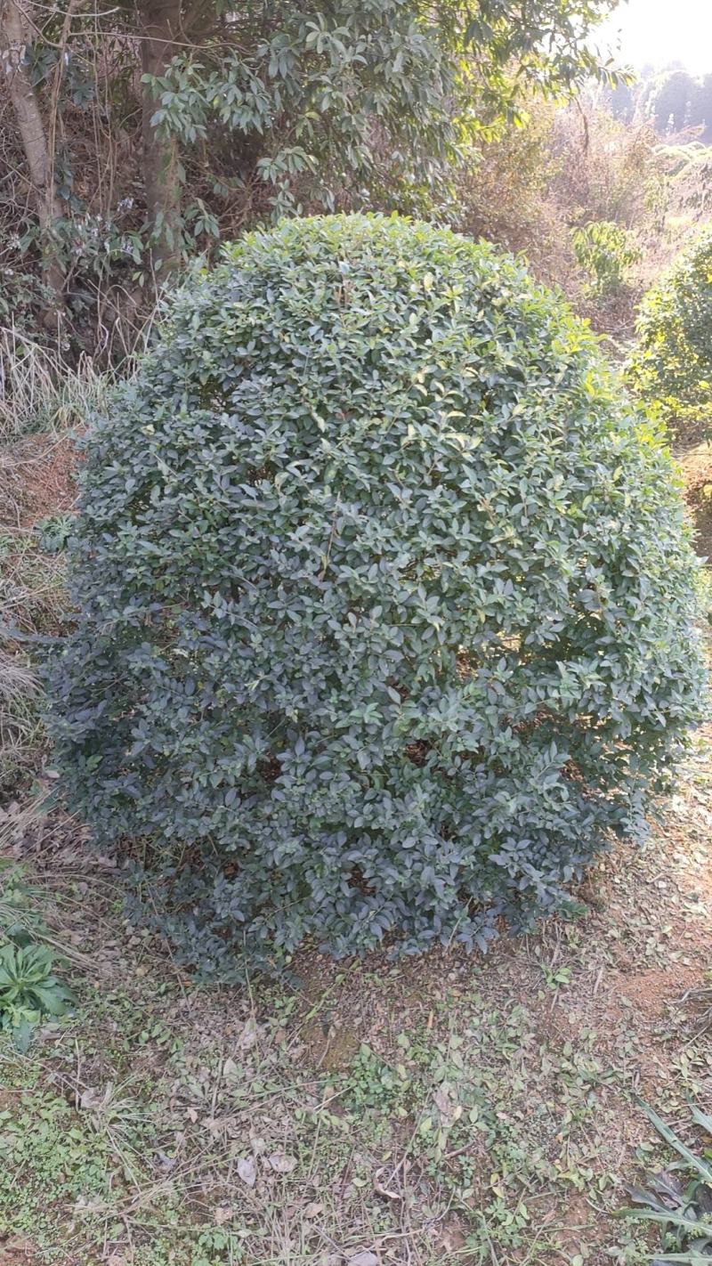 红花继木球40-220cm冠，密实球精修