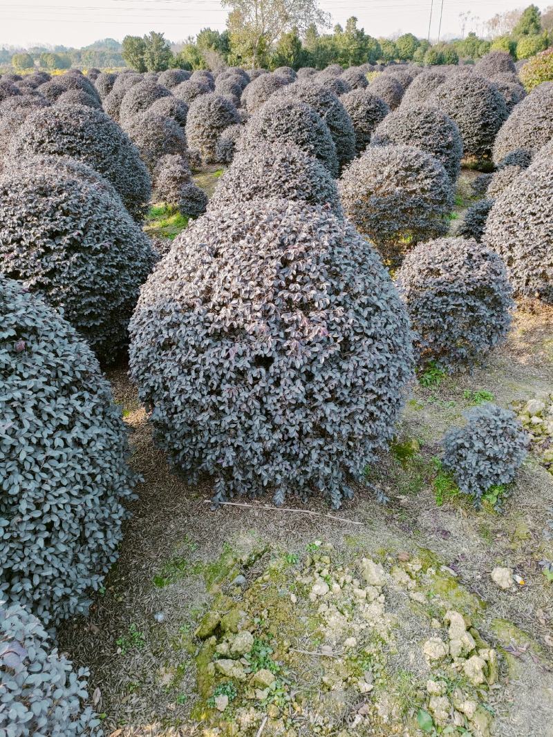 红花继木球40-220cm冠，密实球精修