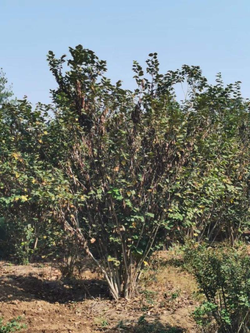 【丛生紫荆】丛生巨紫荆苗圃直发品质保障诚信经营