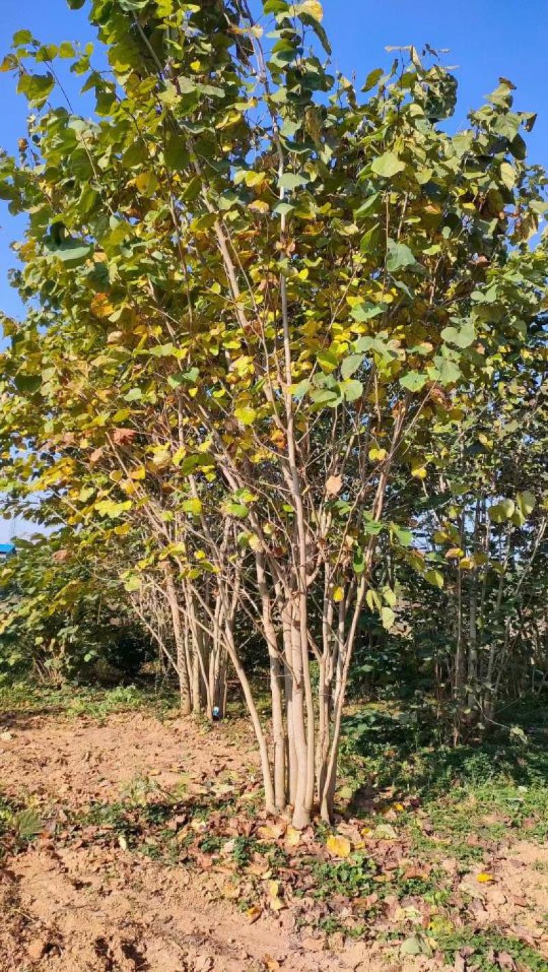 【丛生紫荆】丛生巨紫荆苗圃直发品质保障诚信经营