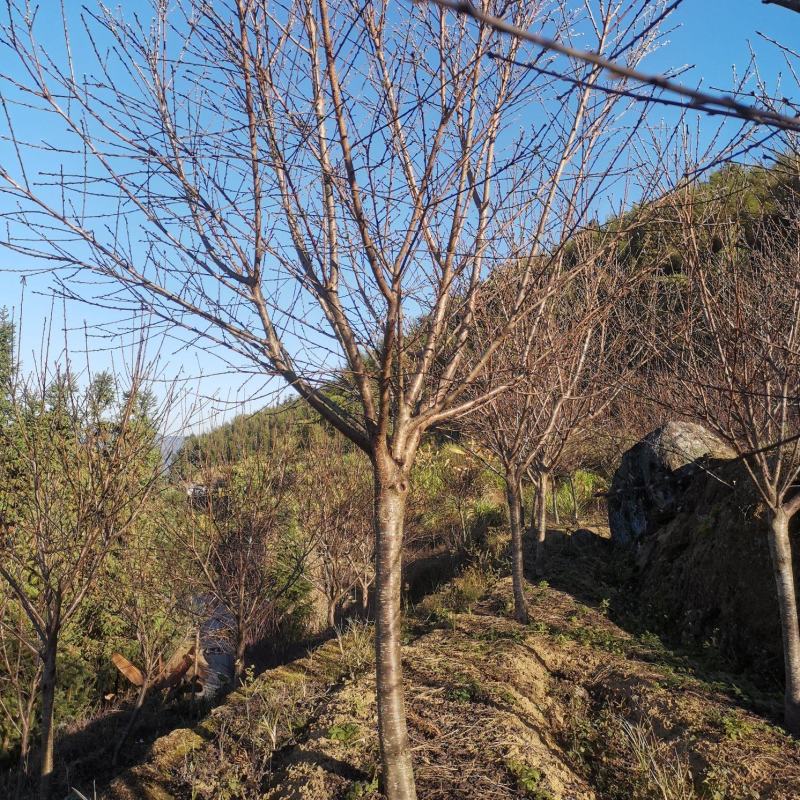 福建山樱花