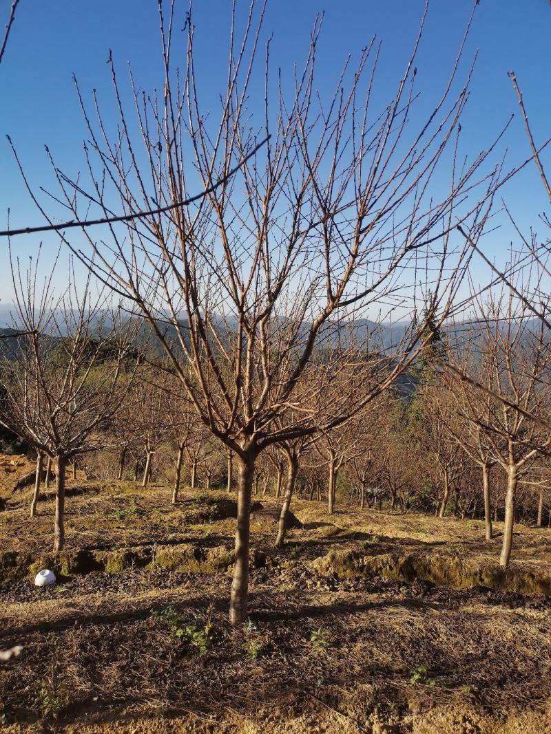福建山樱花