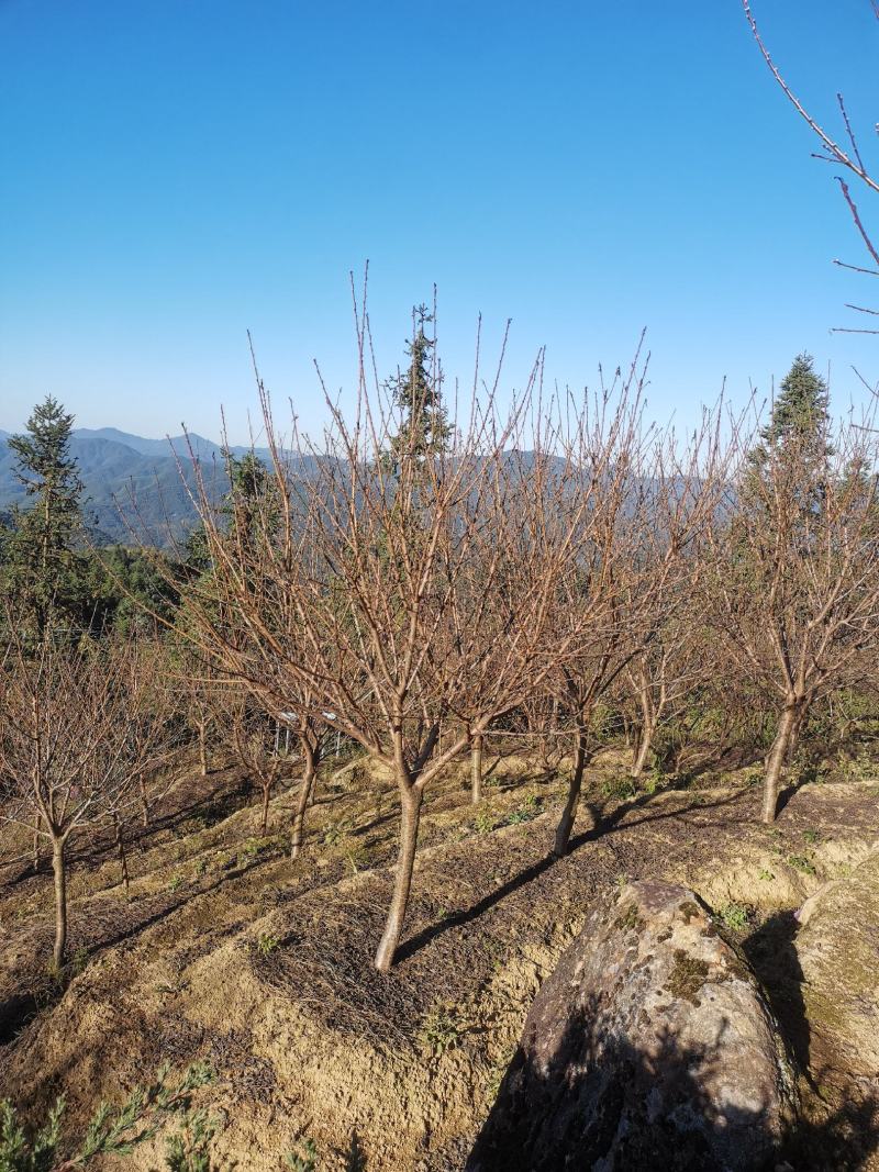 福建山樱花