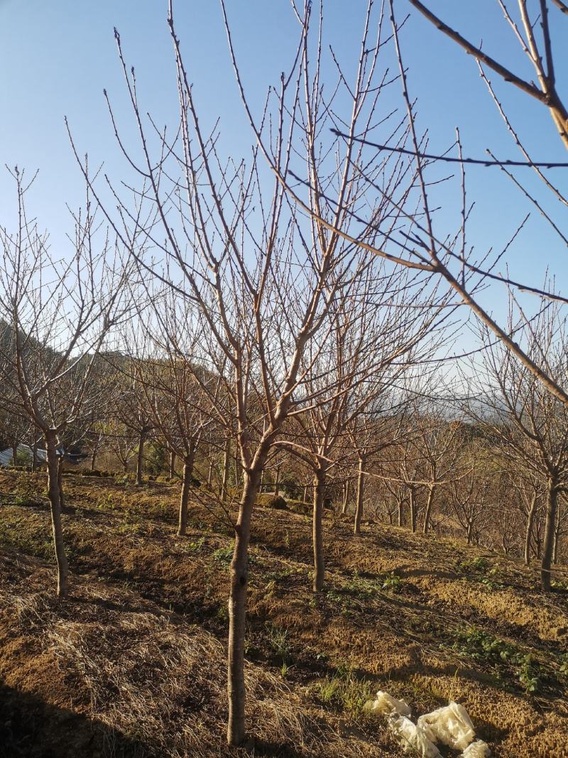 福建山樱花
