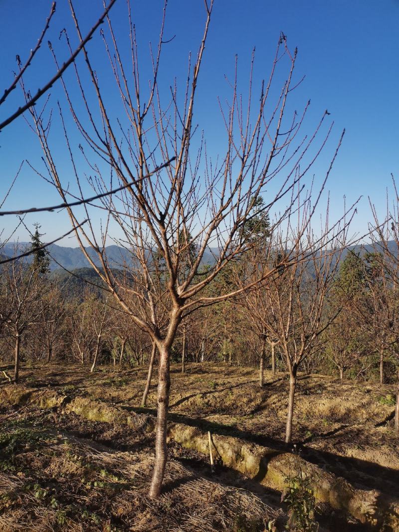 福建山樱花