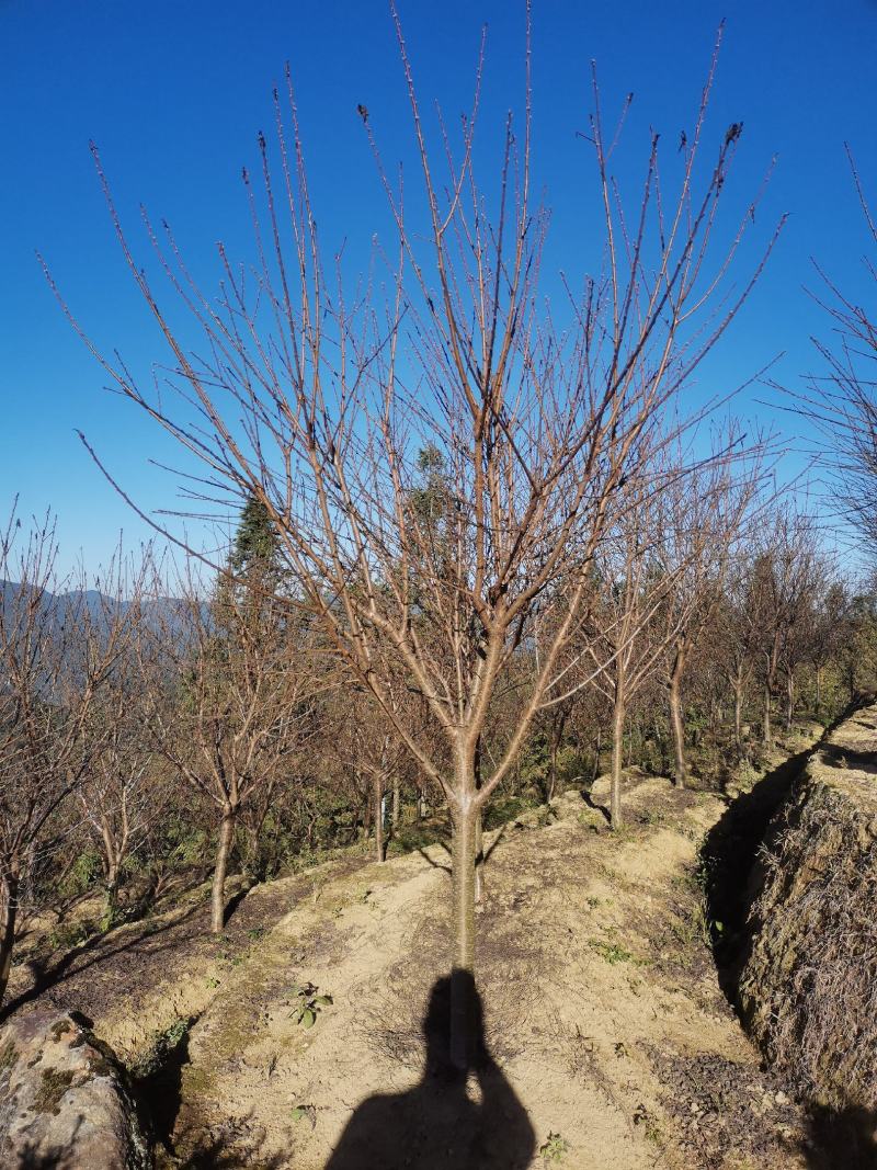 福建山樱花