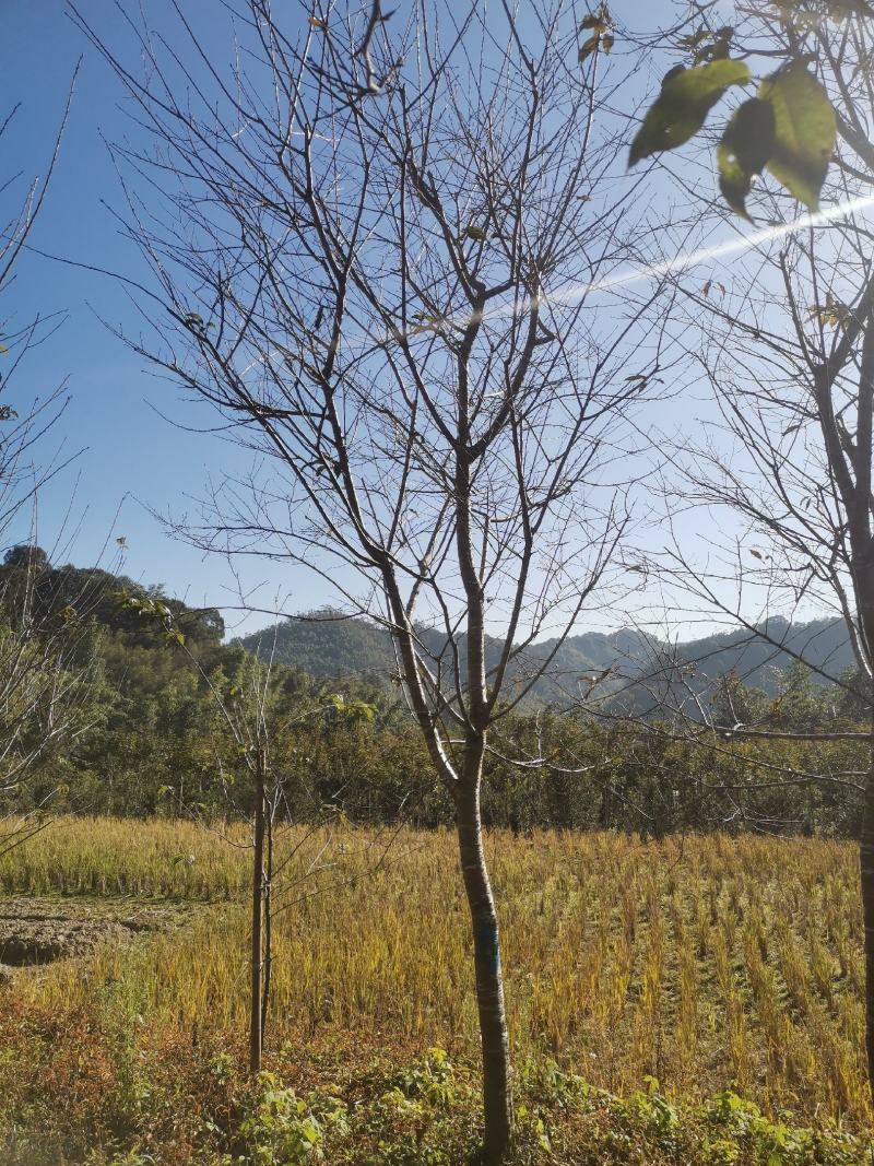 福建山樱花