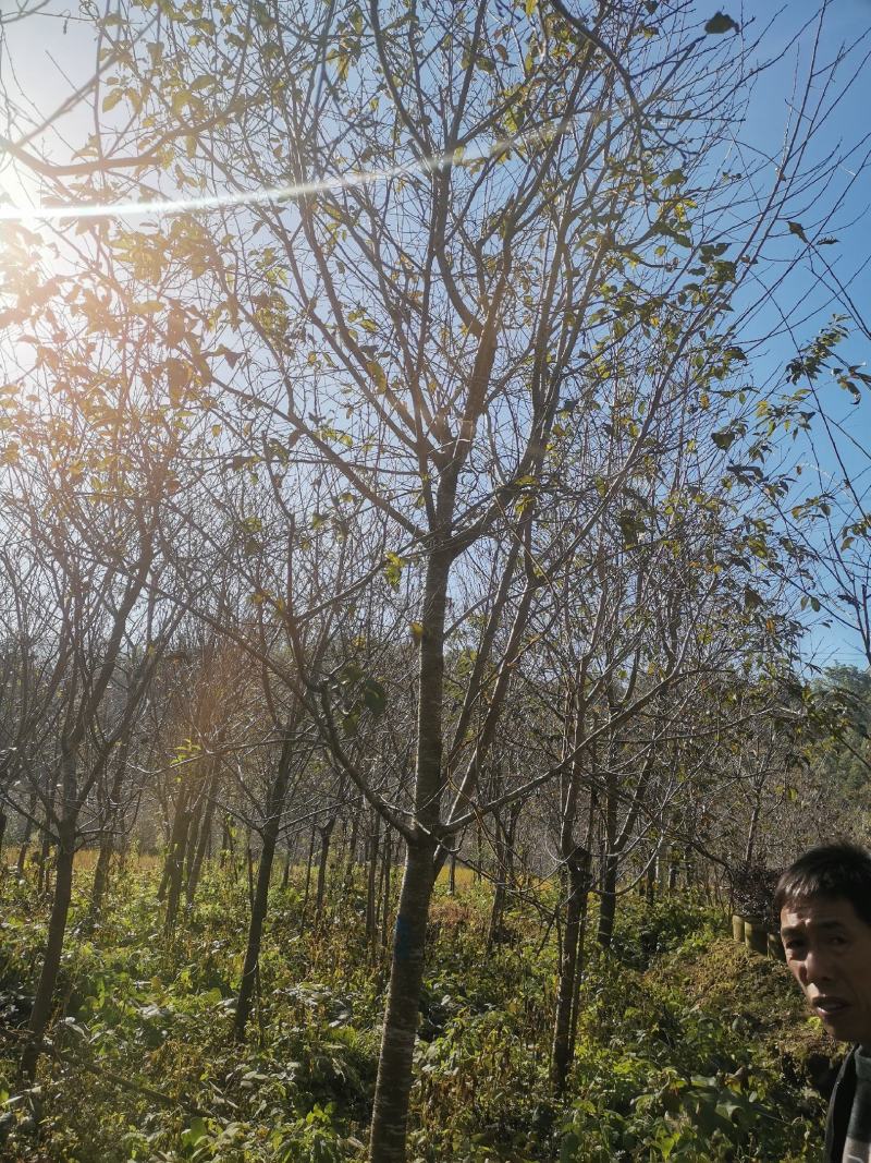 福建山樱花