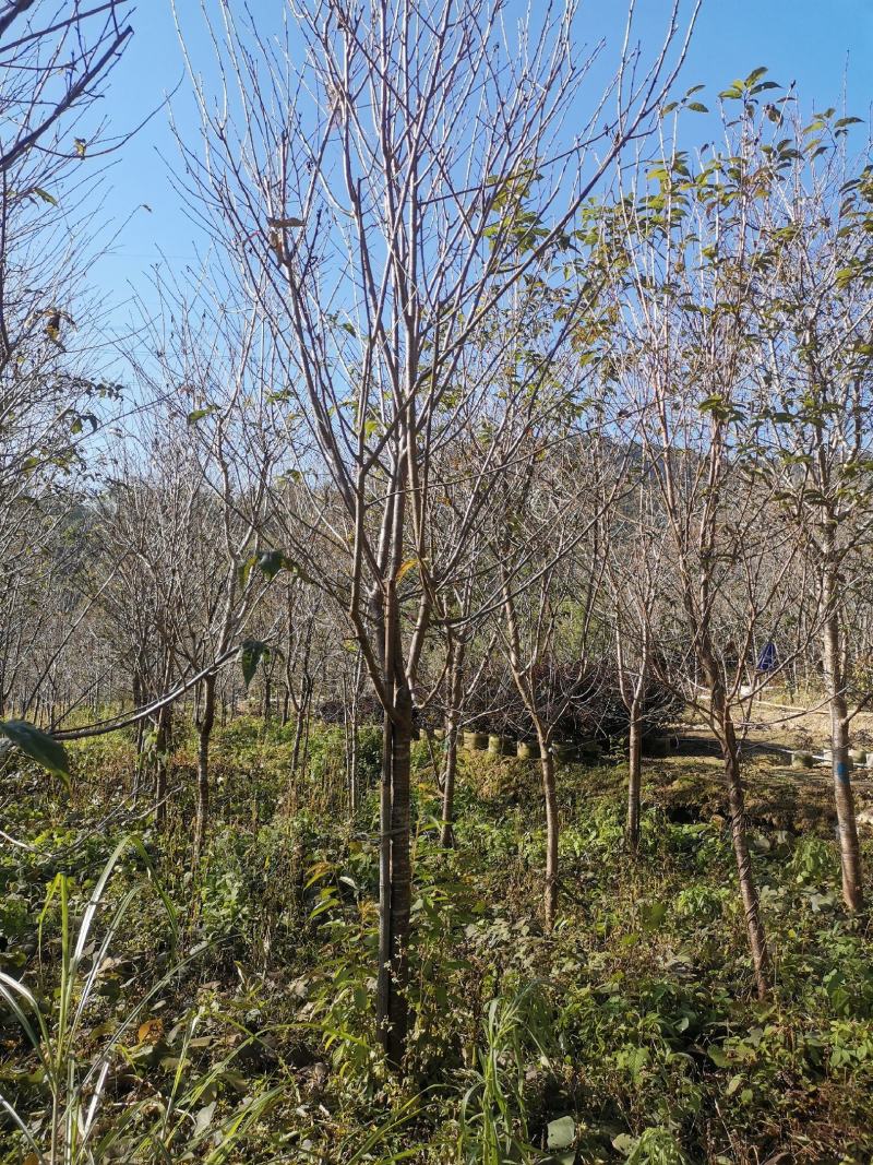 福建山樱花