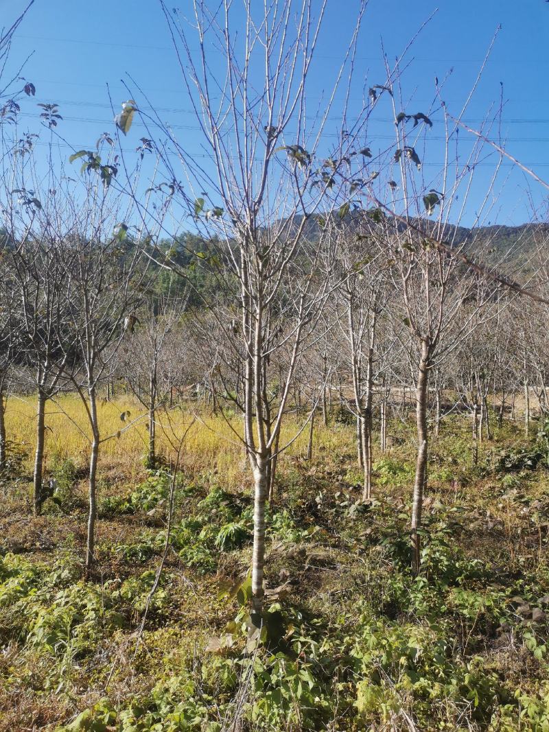 福建山樱花