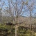 福建山樱花