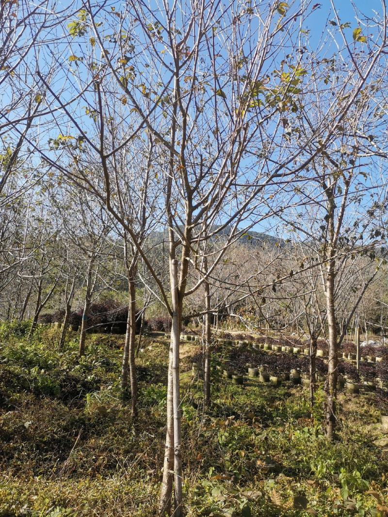 福建山樱花