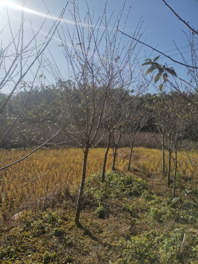 福建山樱花