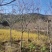 福建山樱花