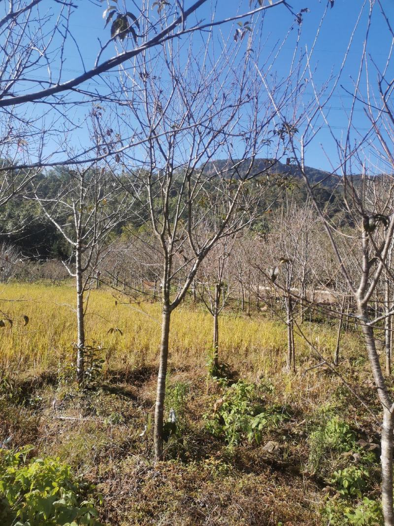 福建山樱花