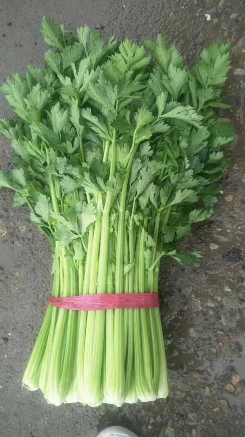 河北邯郸芹菜产地直发，支持各种包装，欢迎全国客商来电咨询