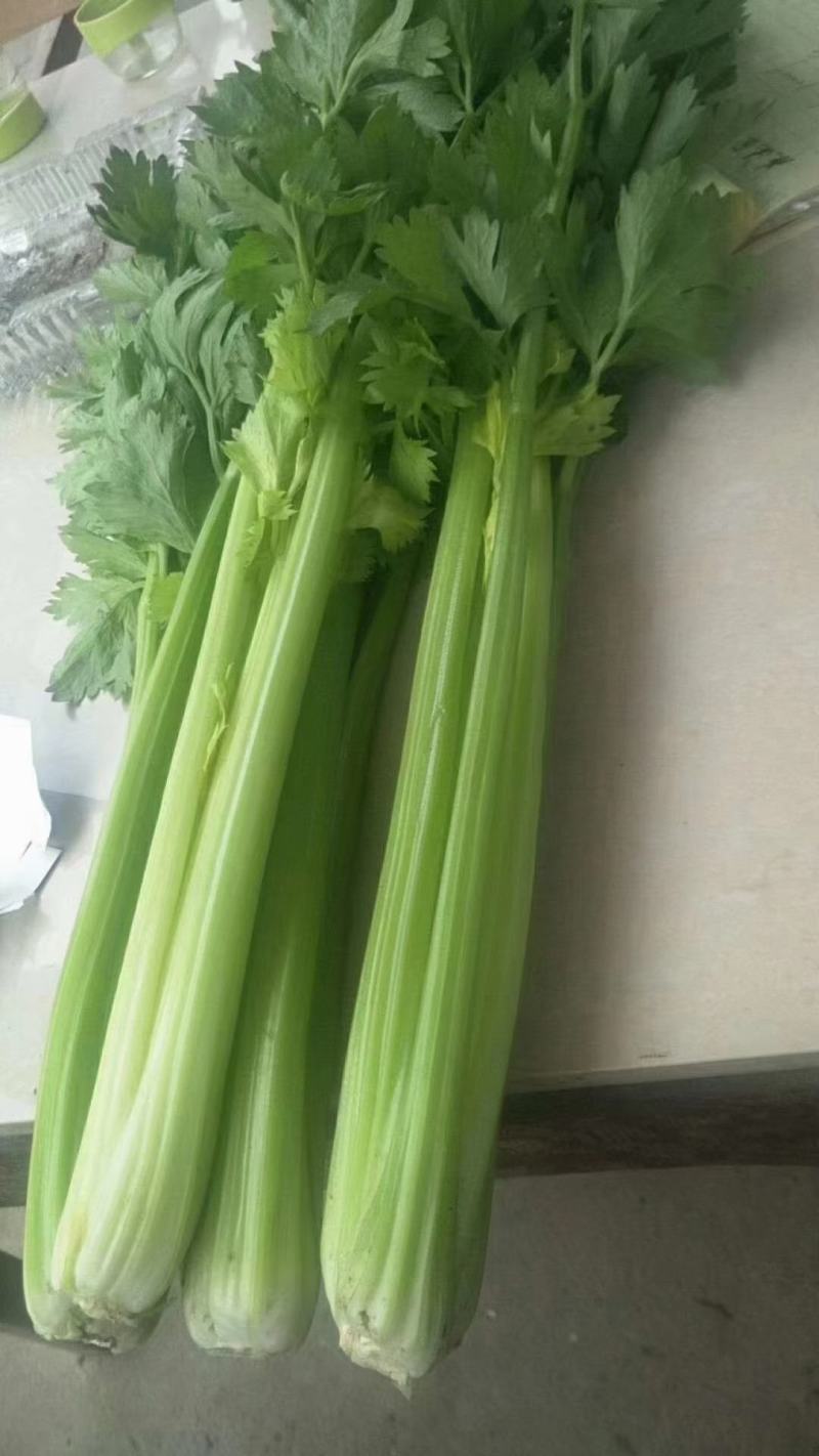 河北邯郸芹菜产地直发，支持各种包装，欢迎全国客商来电咨询