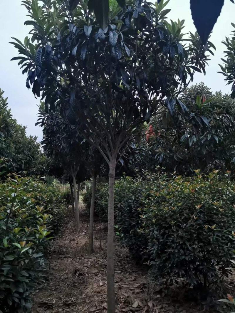 河南南阳枇杷树1-20公分枇杷树大量有货欢迎咨询