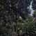 河南南阳枇杷树1-20公分枇杷树大量有货欢迎咨询