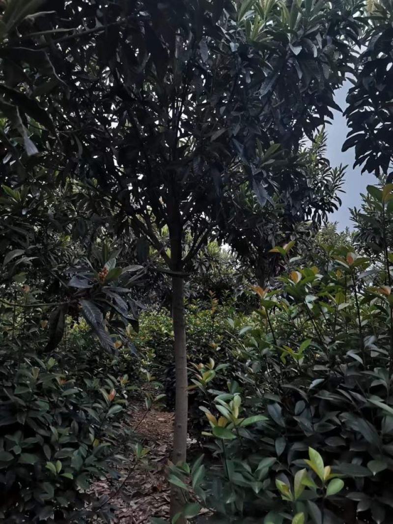 河南南阳枇杷树1-20公分枇杷树大量有货欢迎咨询