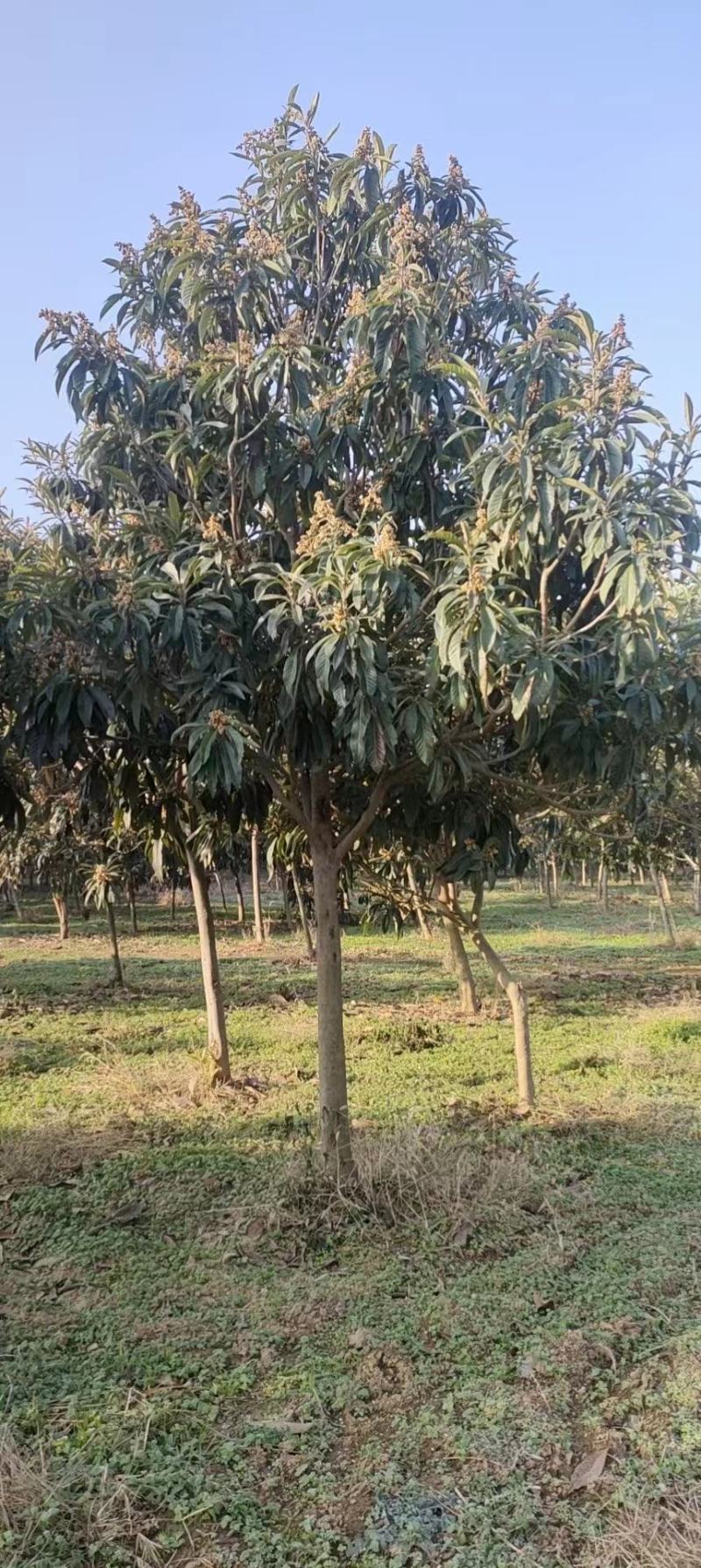 河南南阳枇杷树1-20公分枇杷树大量有货欢迎咨询