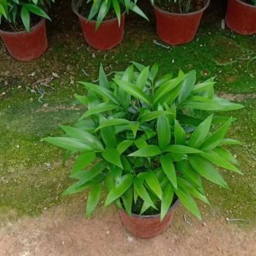 竹柏盆栽植物长寿竹室内四季常青耐寒绿植竹柏苗夏季水培绿植