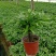 竹柏盆栽植物长寿竹室内四季常青耐寒绿植竹柏苗夏季水培绿植