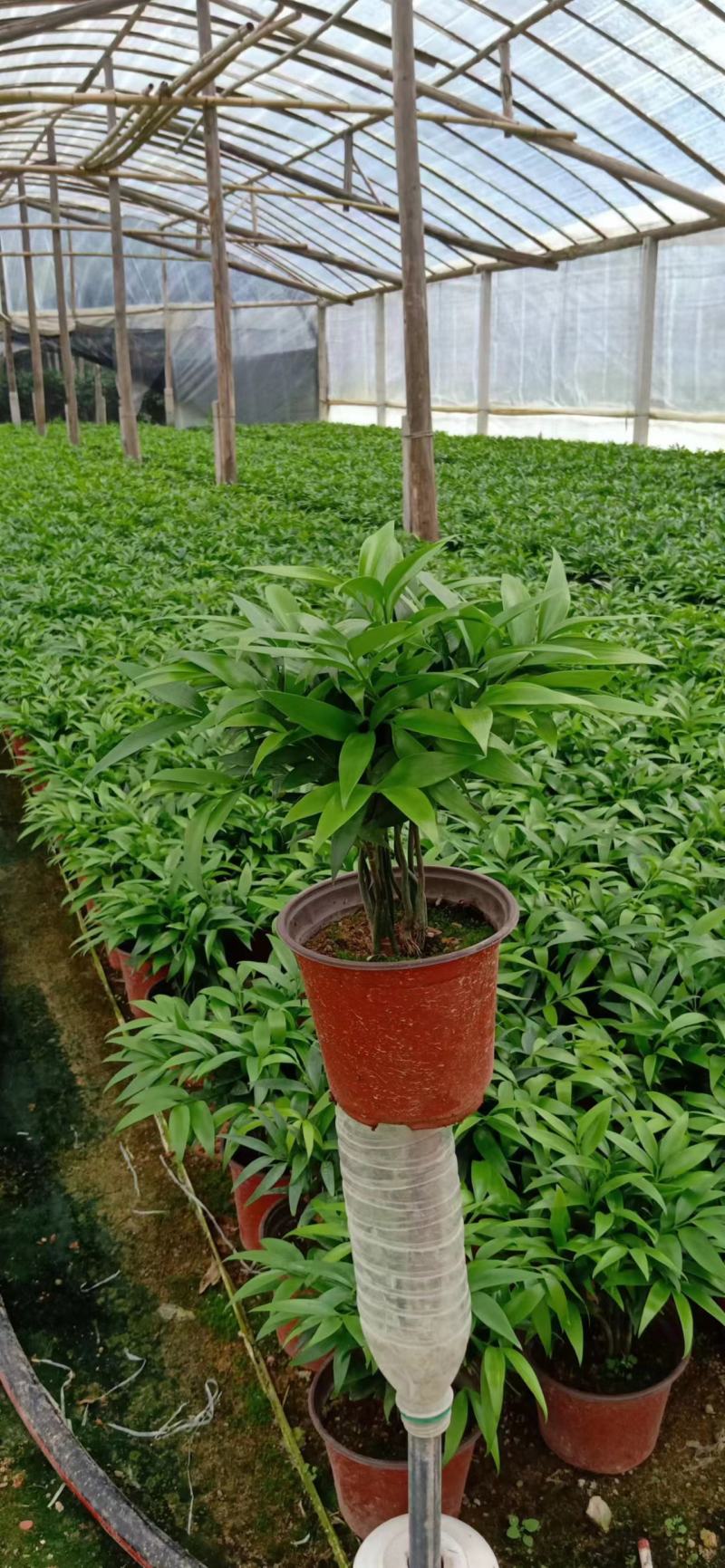 竹柏盆栽植物长寿竹室内四季常青耐寒绿植竹柏苗夏季水培绿植