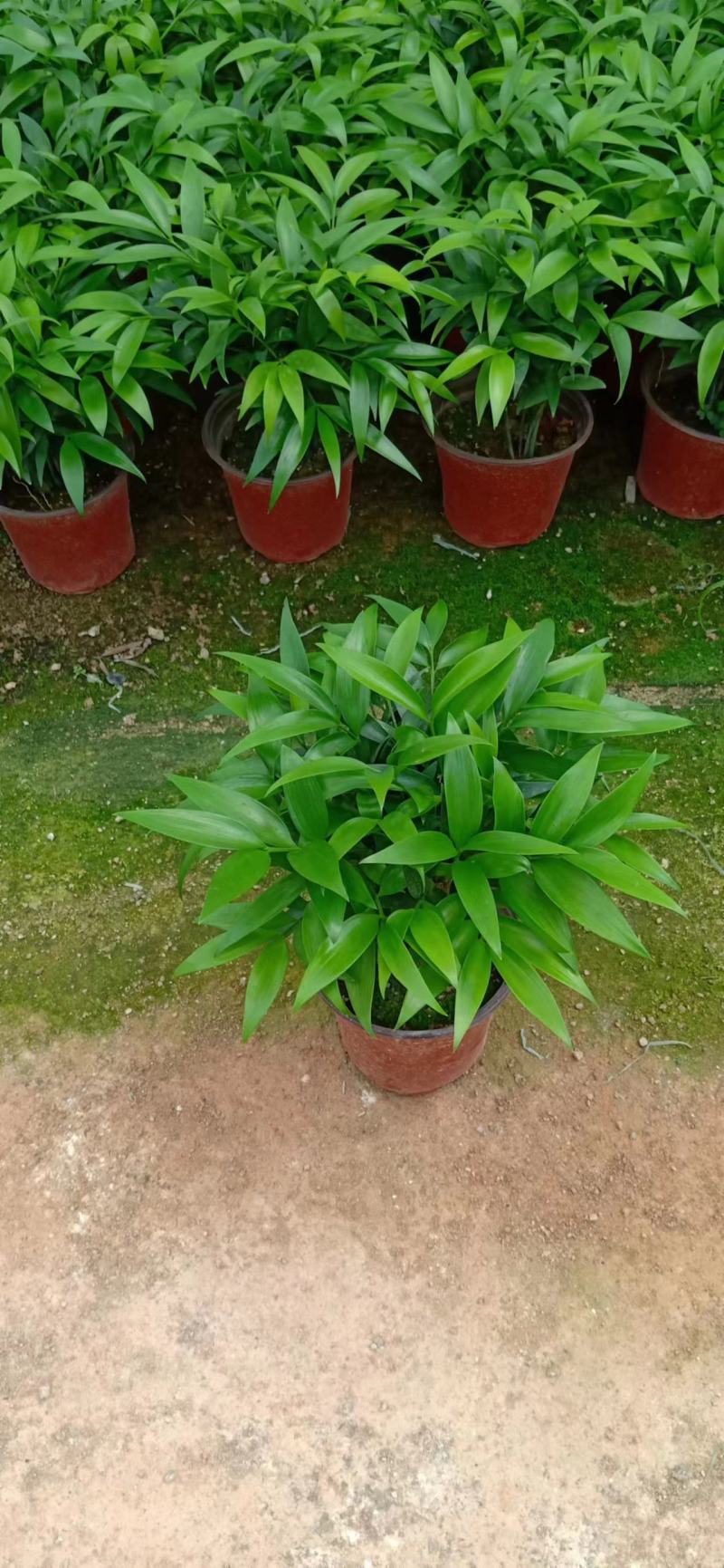 竹柏盆栽植物长寿竹室内四季常青耐寒绿植竹柏苗夏季水培绿植