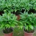 竹柏盆栽植物长寿竹室内四季常青耐寒绿植竹柏苗夏季水培绿植