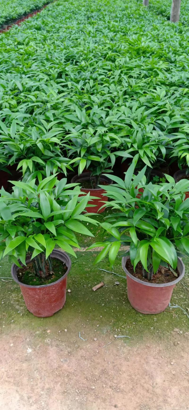 竹柏盆栽植物长寿竹室内四季常青耐寒绿植竹柏苗夏季水培绿植