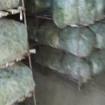 大量出售铁杆青香菜毛包，净包，打捆，各种规格，都有欢迎新