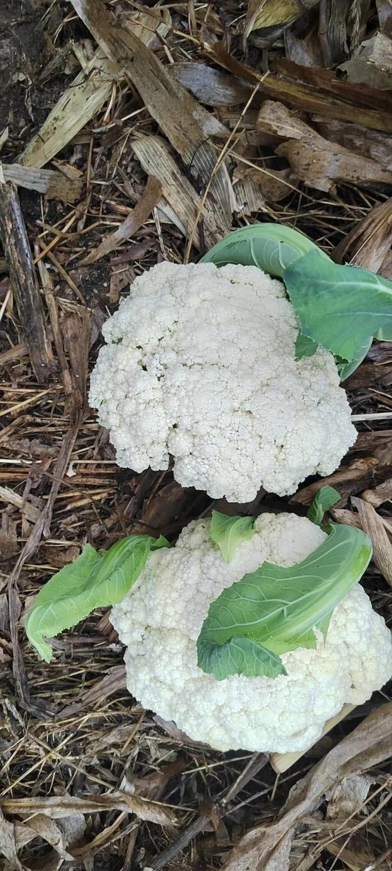 精品花菜大鹏货，需要联系质量巴适，货好的很，需要直接联系