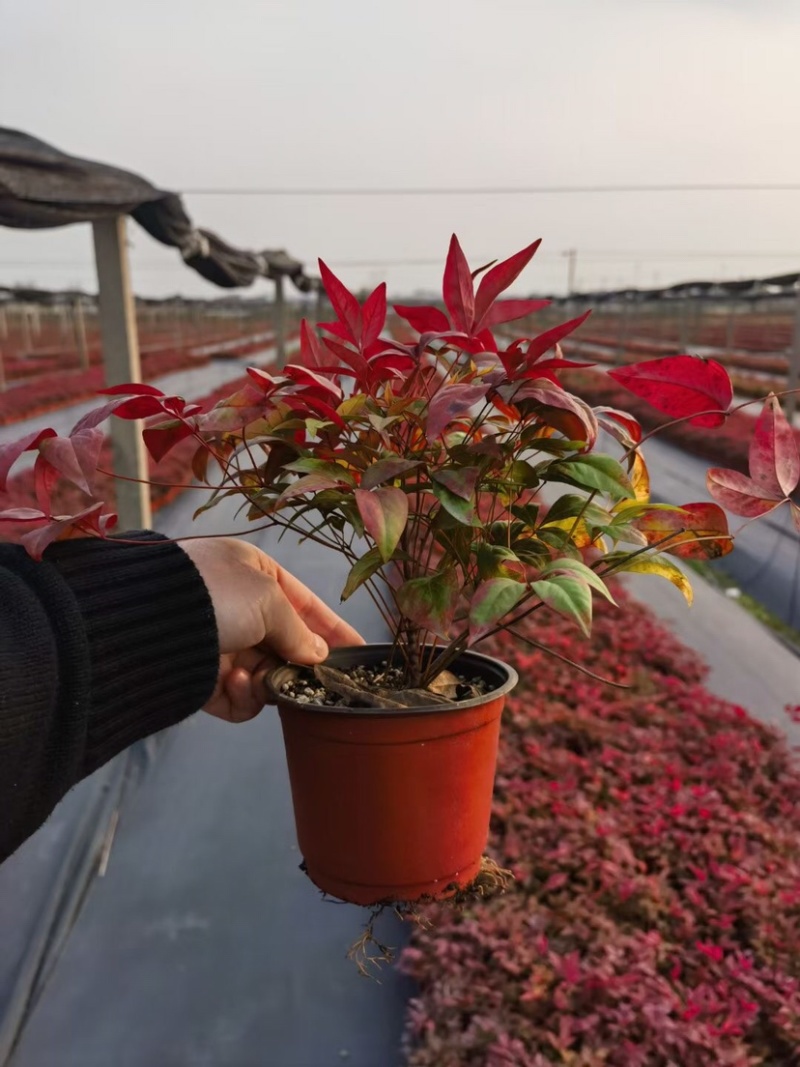 优质火焰南天竹基地大量现货供应包运输包存活包技术指导