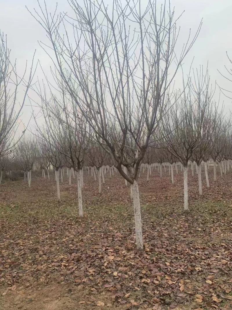 【樱花树】南阳樱花树规格齐全可视频看货欢迎咨询